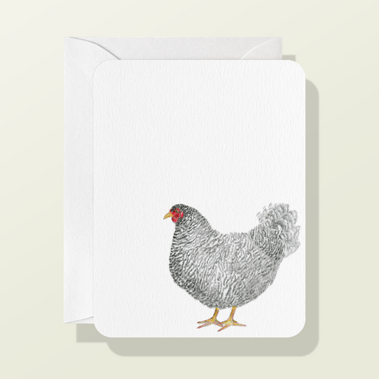 Barred Rock Chicken Card