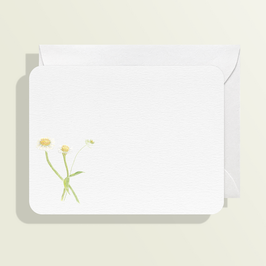 White Zinnia Card